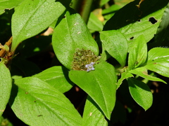 Spermacoce alata