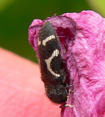 Acmaeodera virgo