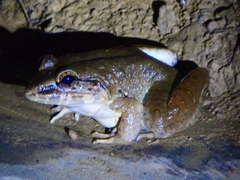 Limnonectes macrodon