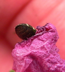 Acmaeodera virgo