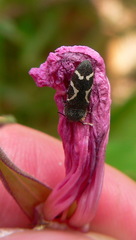 Acmaeodera virgo