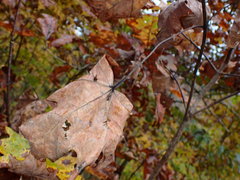 Dasineura communis
