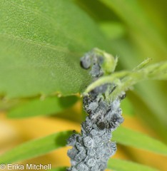 Aphis craccae