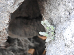 Tillandsia minutiflora