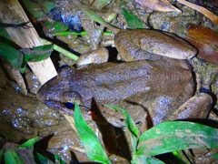 Limnonectes macrodon