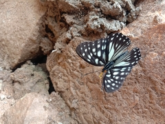 Apaturinae