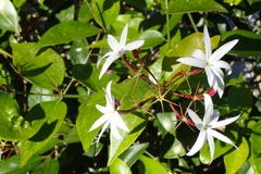 Jasminum laurifolium