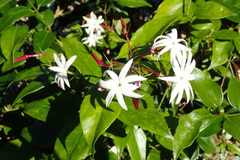 Jasminum laurifolium