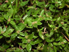 Spermacoce prostrata