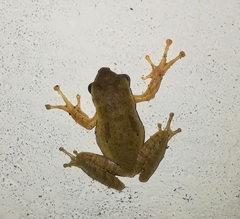 Polypedates maculatus