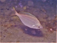 Parequula melbournensis