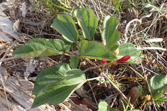 Ipomoea microdactyla