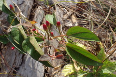 Ipomoea microdactyla