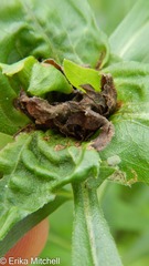 Rhopalomyia capitata