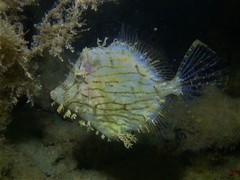 Chaetodermis penicilligerus