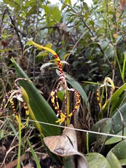 Maxillaria speciosa