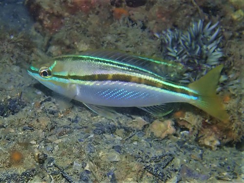 Western Butterfish