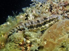 Petroscirtes breviceps