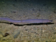 Conger wilsoni