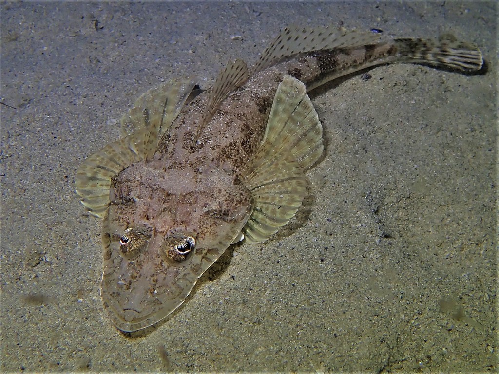 Japanese Flathead