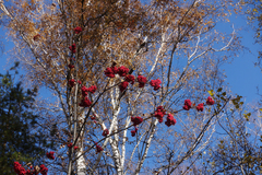 Sorbus sibirica