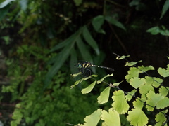 Tetrathemis yerburii