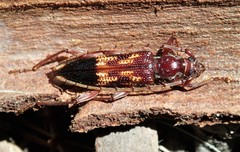 Coptocercus aberrans