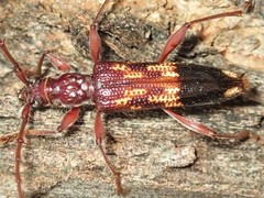 Coptocercus aberrans