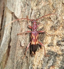 Coptocercus aberrans