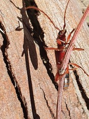 Coptocercus aberrans