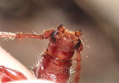 Coptocercus aberrans