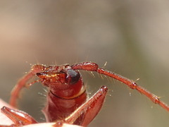 Coptocercus aberrans