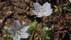 Nemophila menziesii integrifolia