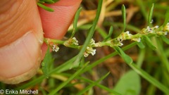 Polygonum buxiforme