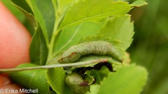 Dasineura salicifoliae