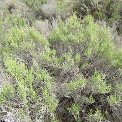Allenrolfea occidentalis
