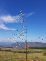 Adenochloa ecklonii