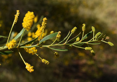 Acacia lysiphloia