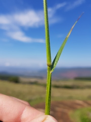 Adenochloa ecklonii