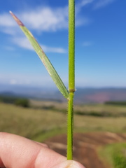 Adenochloa ecklonii