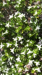 Spyridium phylicoides