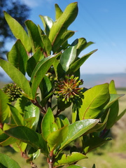 Cephalanthus natalensis