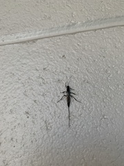 Xorides stigmapterus