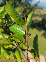 Cephalanthus natalensis