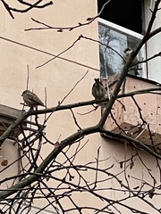 Passer domesticus