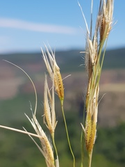 Tristachya biseriata