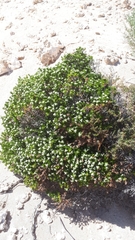 Spyridium phylicoides