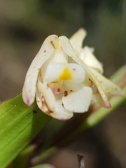 Polystachya ottoniana