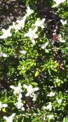 Spyridium phylicoides