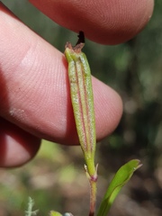 Polystachya ottoniana